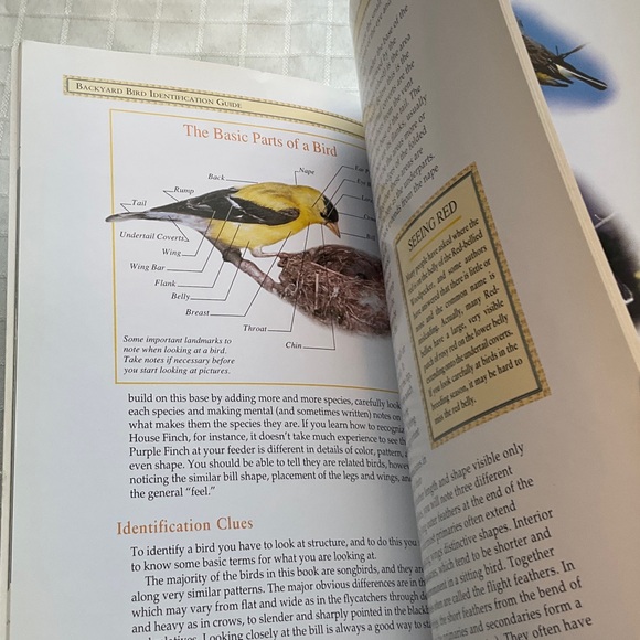 Bird Identification Guide - Picture 4 of 4